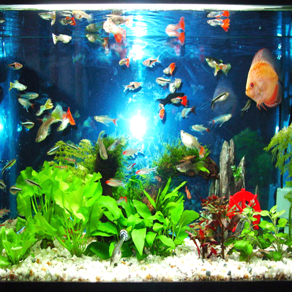 fish tank