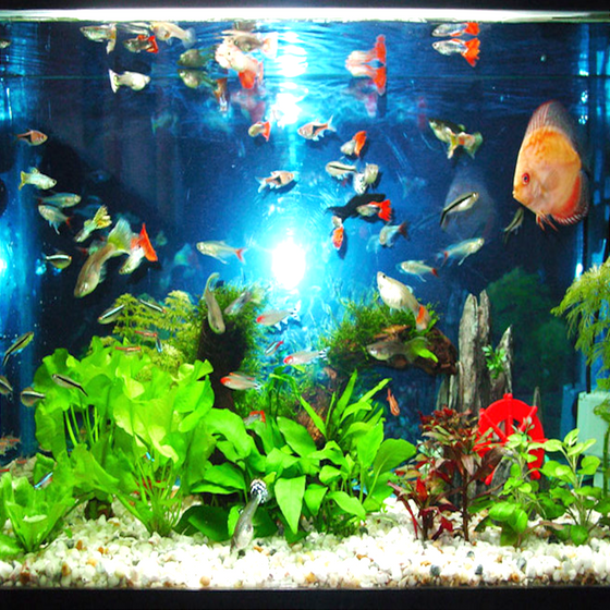 Decorative Fish Tank 3D Model in Black