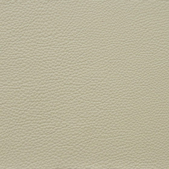 Cream colored leather texture with pebbled grain pattern and smooth surface finish on white background