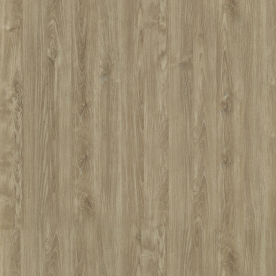 Earth Tone Gressa Elm 3D Model