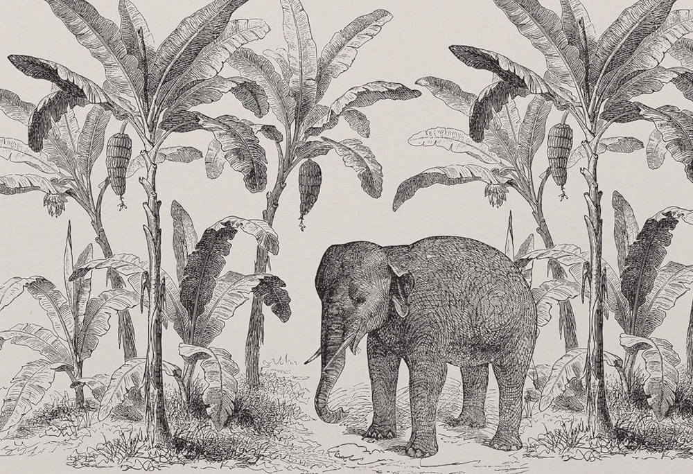 French Nordic Minimalist Tropical Black and White Elephant Banana Wallpaper for Children's Room