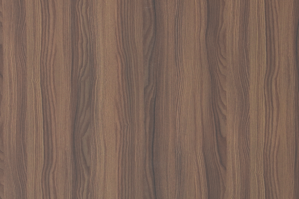 North American walnut
